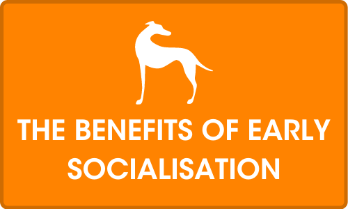 Click for more on The benefits of early socialisation