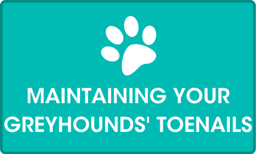 Click for more on Maintaining your greyhounds' toenails