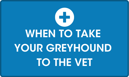 Click for more on When to take your greyhound to the vet